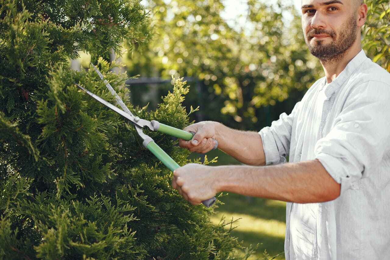 Best Tree Clearing Services  in Naples Park, FL